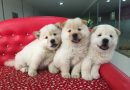 Satılık Chow Chow