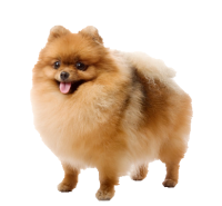 satılık Pomeranian