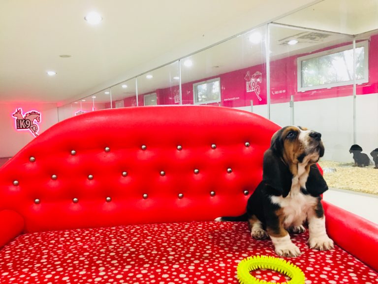 Basset Hound Yavruları Satılık Yavru Köpekler