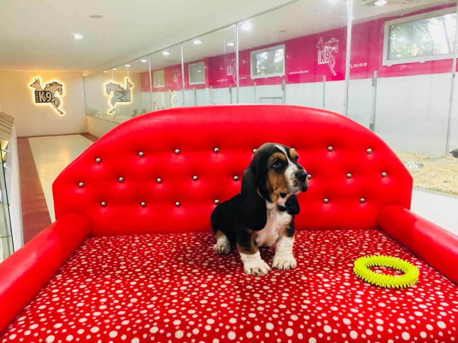 Basset Hound Yavruları Satılık Yavru Köpekler