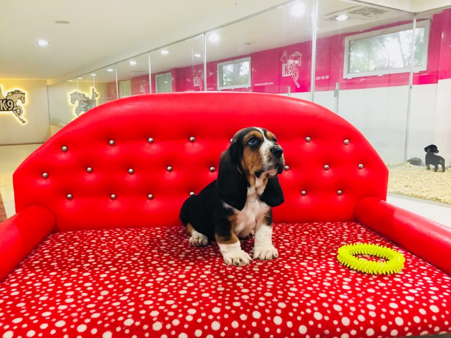 Basset Hound Yavruları Satılık Yavru Köpekler