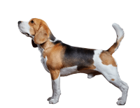 Beagle Fiyatları