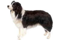 Satılık Border Collie