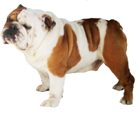 Satılık English Bulldog