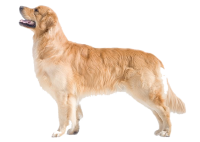 Satılık Golden Retriever