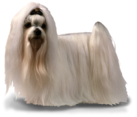 satılık Maltese Terrier