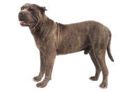 Satılık Presa Canario