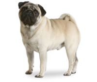 satılık Pug Mops