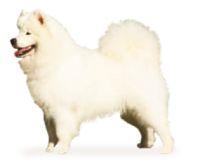 Satılık Samoyed