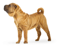 Satılık Shar Pei