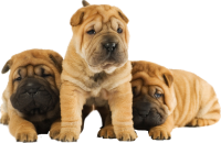 shar pei yavru