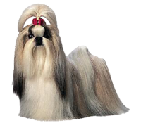 Satılık Shih Tzu