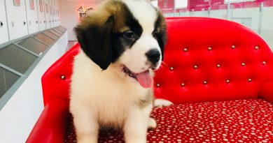 saint bernard