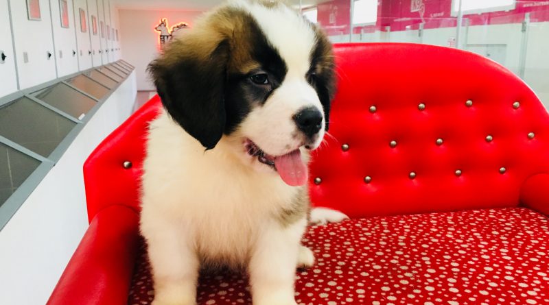 saint bernard