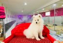 samoyed yavru