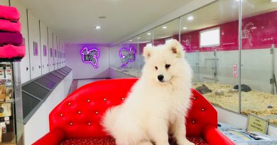 samoyed yavru