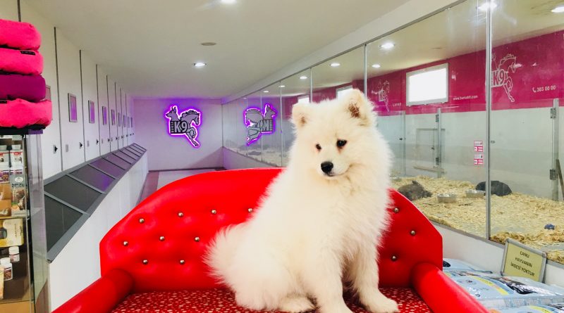 samoyed yavru