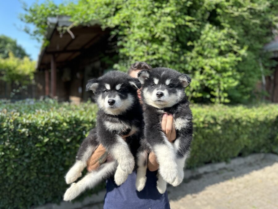 Alaskan Malamute