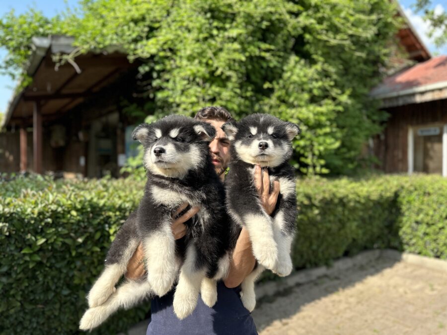 Alaskan Malamute