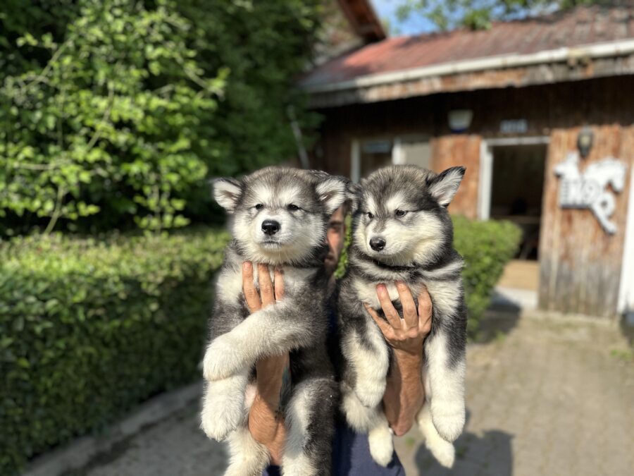 Alaskan Malamute