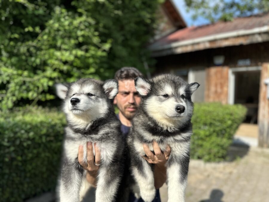 Alaskan Malamute