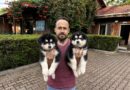 Güçlü Sadık Alaska Malamut Yavru Köpeklerimiz