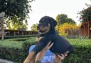Satılık Rottweiler Yavruları