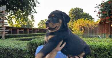 Satılık Rottweiler Yavruları