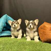 Pembroke Welsh Corgi