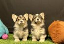 Pembroke Welsh Corgi