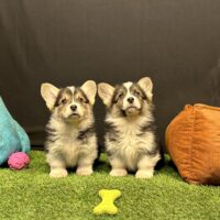 Pembroke Welsh Corgi