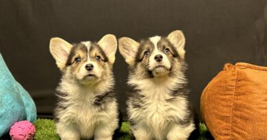 Pembroke Welsh Corgi