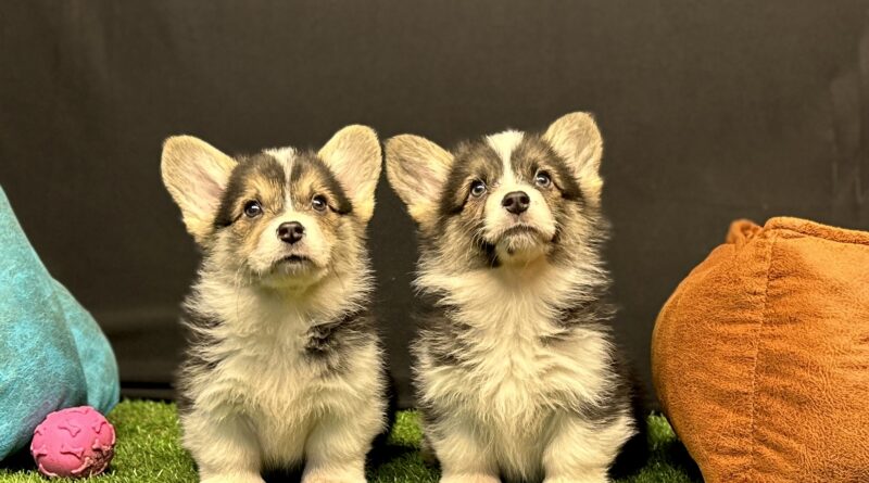 Pembroke Welsh Corgi