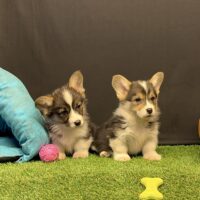 Pembroke Welsh Corgi