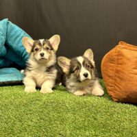 Pembroke Welsh Corgi