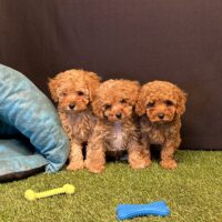 Toy Poodle