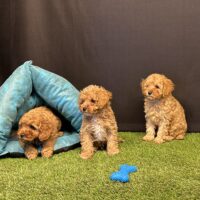 Toy Poodle