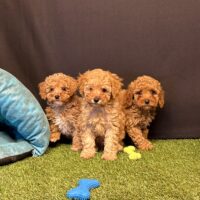 Toy Poodle