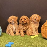 Toy Poodle