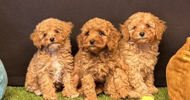 Toy Poodle