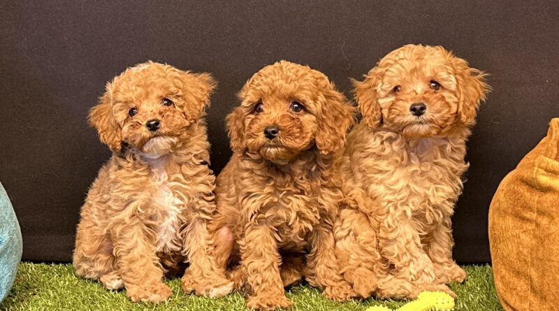Toy Poodle